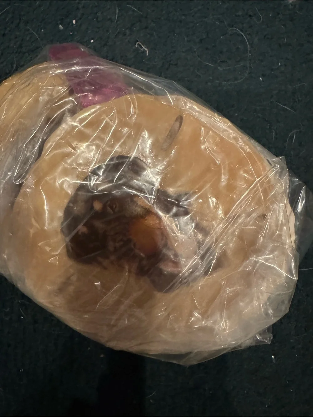 Handmade Tan real Sand Dollar Bird Perch with Pet Image Accent
